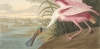 John James Audubon's 'The Roseate Spoonbill,' from 'Birds of America,' (detail), late 1820s.