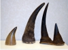Rhinoceros horns.