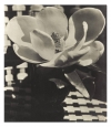 Man Ray&#039;s &#039;Magnolia Flower,&#039; 1926. 