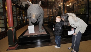 Hannah Freeman-Smith and her son, Liam, at the Ipswich Museum, where Rosie the rhinoceros is now hornless.