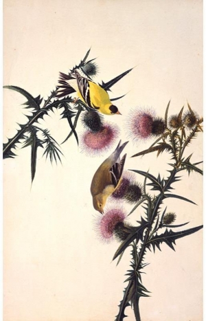 John James Audubon&#039;s &#039;American Goldfinch (Spinus Tristis) Study for Havell,&#039; 1824.