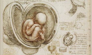 Leonardo da Vinci&#039;s Recto: The foetus in the womb. Verso: Notes on reproduction, with sketches of a foetus in utero, etc.