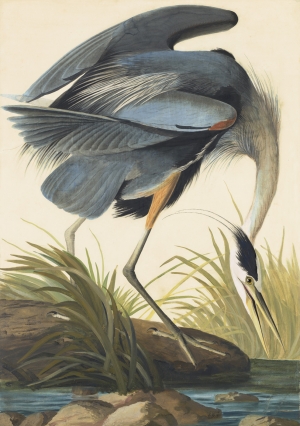 John James Audubon&#039;s &#039;Great Blue Heron (Ardea herodias),&#039; Havell plate no. 211, 1821.