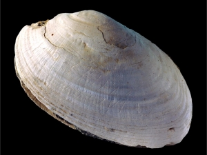 The mussel shell engraving.