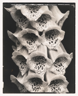 Edward Steichen&#039;s &#039;Foxgloves, France,&#039; 1925.