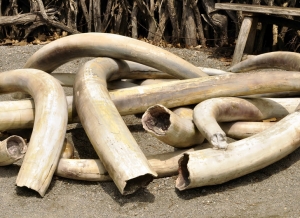 Elephant ivory.