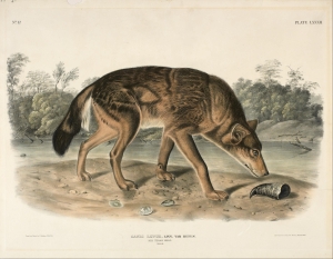 John James Audubon&#039;s depiction of a red wolf.